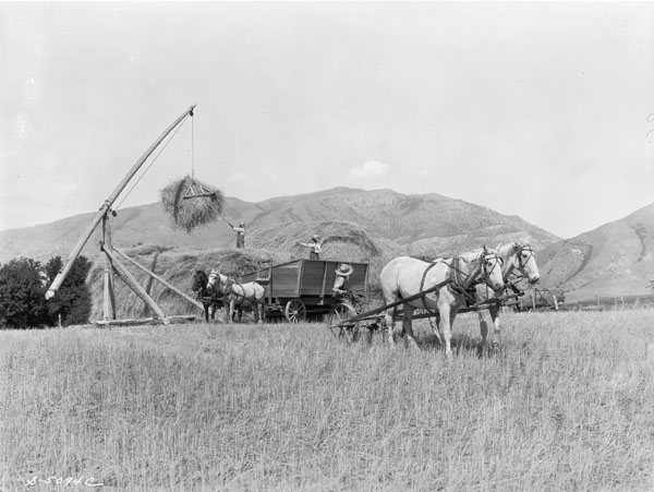 "Unloading dry farm wheat"