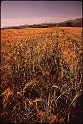 historical image of wheat fields