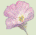 Lady Bird Johnson tribute web site