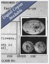 M1947- Ardelia Hall Collection: Wiesbaden Central Collecting Point