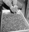 A few of the thousands of wedding rings the Germans removed from their victims to salvage the gold