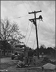 Workmen Stringing Rural TVA Transmission Line