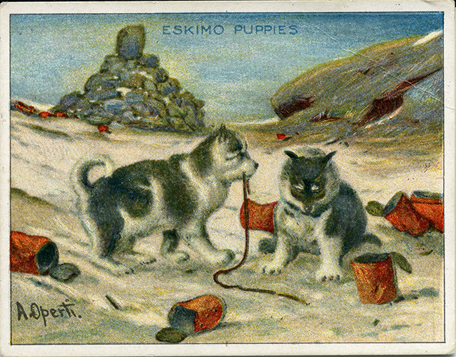 Eskimo puppies