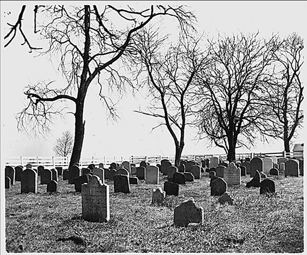 Trees in cemetery