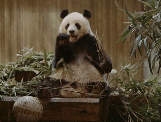 Giant panda at the National Zoo in April 1972
