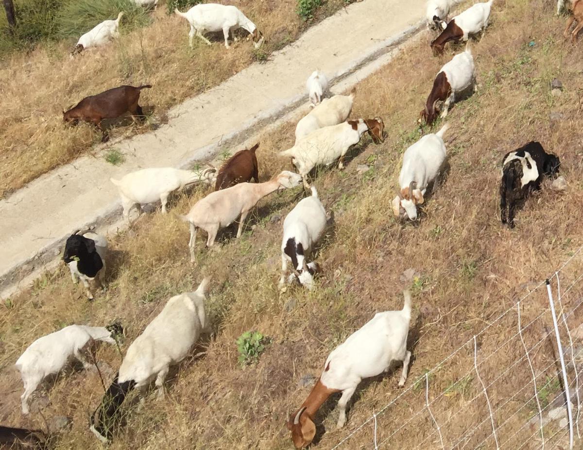 Goats eat brush at Reagan Library