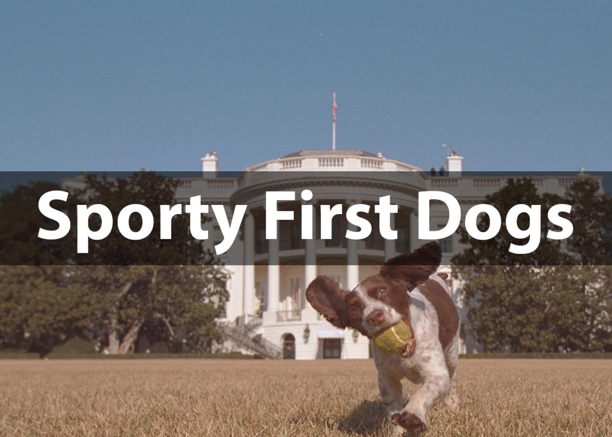 Brown and white dog bounding toward the camera with a tennis ball in his mouth in front of the White House