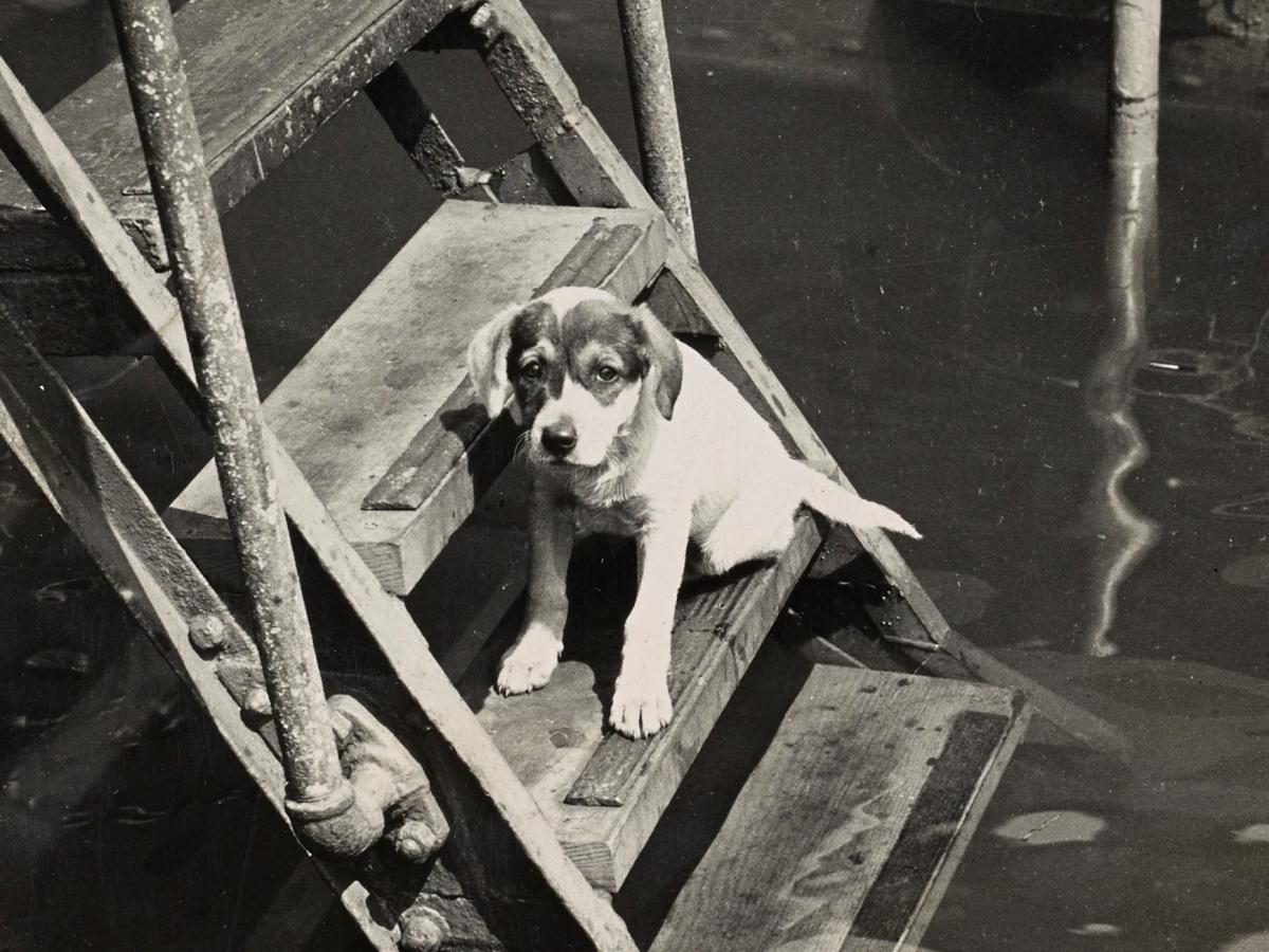 https://www.archives.gov/files/preservation/formats/images/026-g-058-081-001-puppy-cropped.jpg