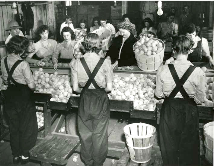 Women's Land Army recruits working at tables of fruit