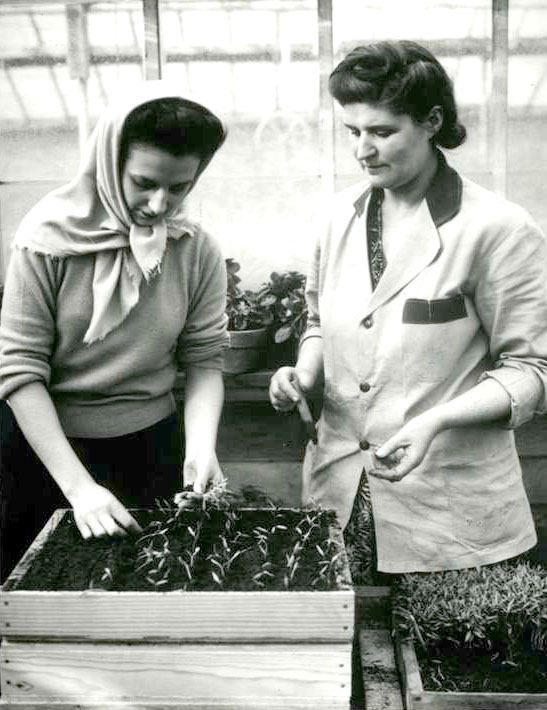 A supervisor of a Portland, Oregon, nursery teaches a student to thin and transplant tomato seedlings