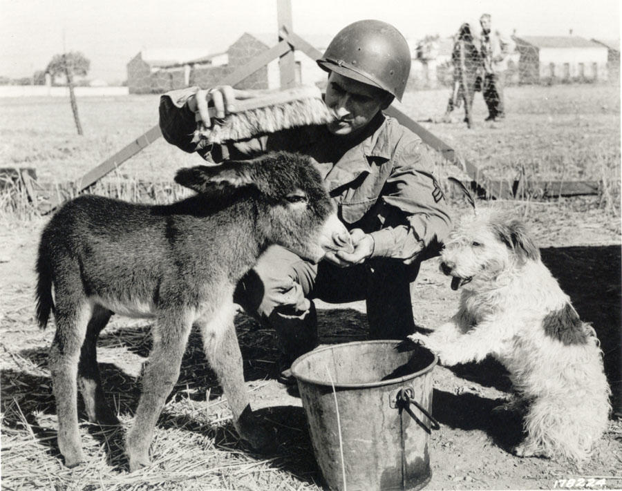 GI Jenny (donkey) and Pito (terrier) in North Africa