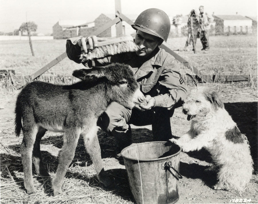 GI Jenny (donkey) and Pito (terrier) in North Africa GI Jenny (donkey) and Pito (terrier) in North Africa