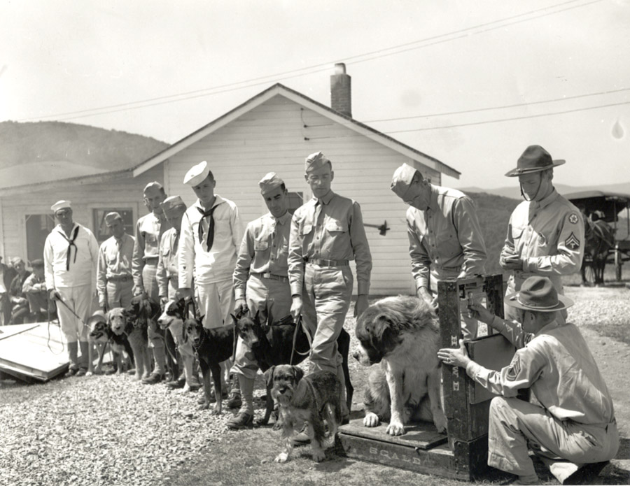 Dogs introduced in the Army at Front Royal