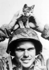 For our cat lovers: this kitten was found at Iwo Jima in February, 1945 For our cat lovers: this kitten was found at Iwo Jima in February, 1945