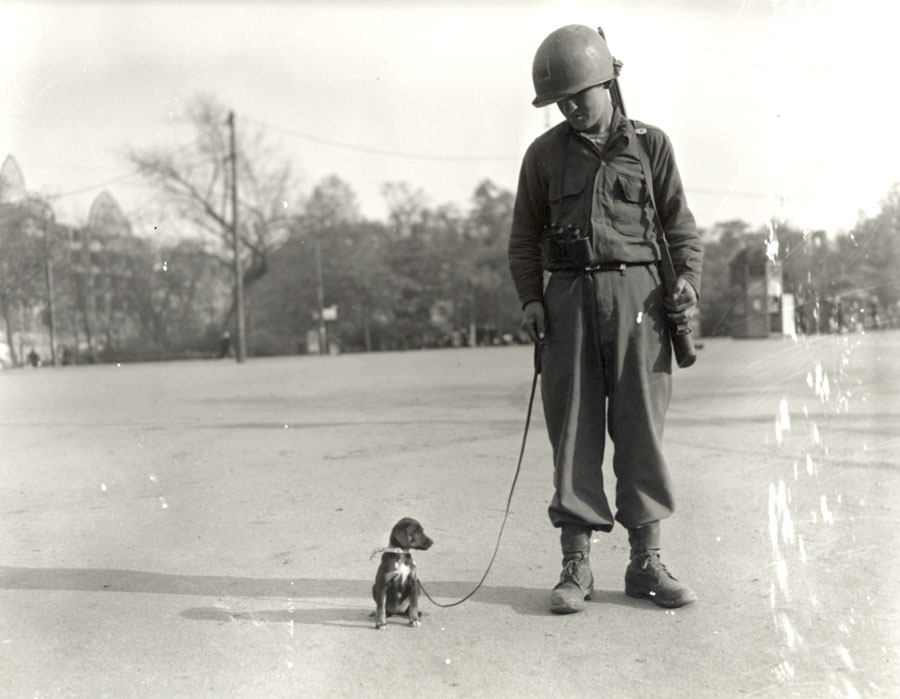 Leipzig, the company pet puppy, in April 1945 Leipzig, the company pet puppy, in April 1945