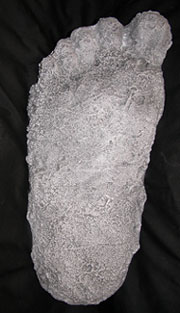 plaster cast of a footprint purporting to belong to Bigfoot