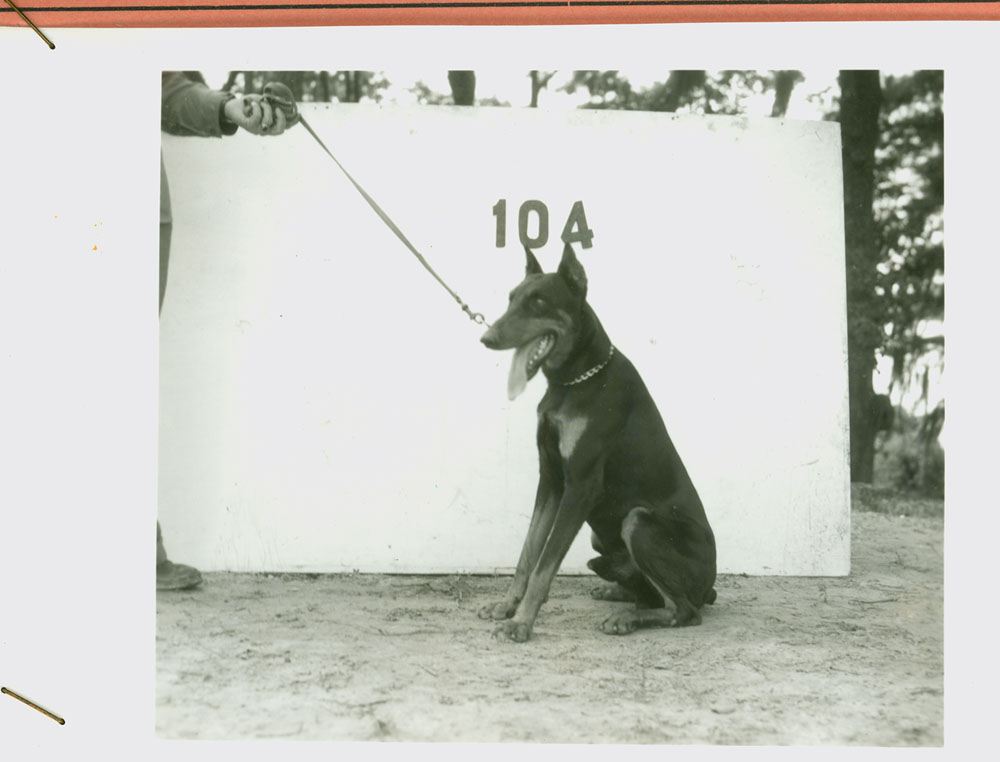 New recruit Duke poses for his official photo