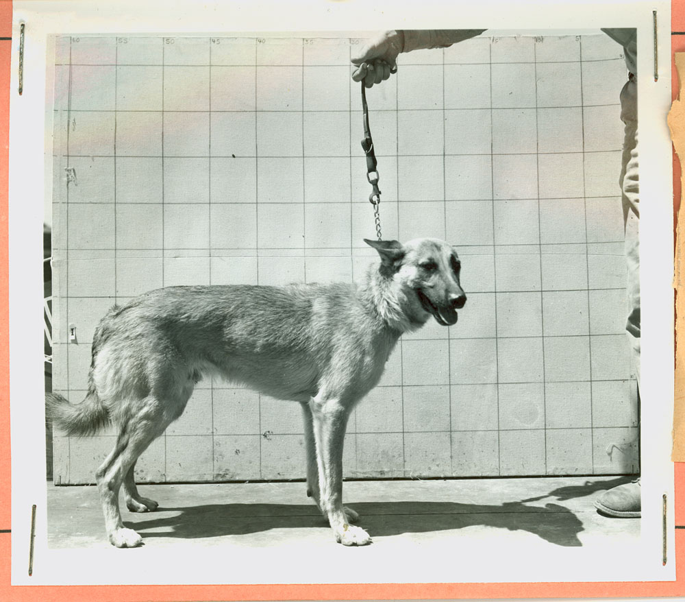 New recruit photo in the dog record book New recruit photo in the dog record book