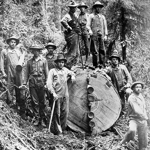 World War I soldiers harvest spruce