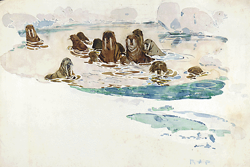 Walruses in Pool