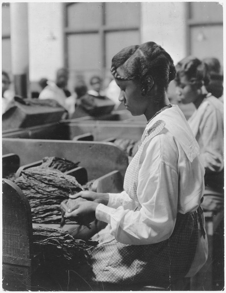 rows of Black women standing before tables separating tobacco leaves