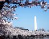 Washington Monument surrounded by cherry blossoms